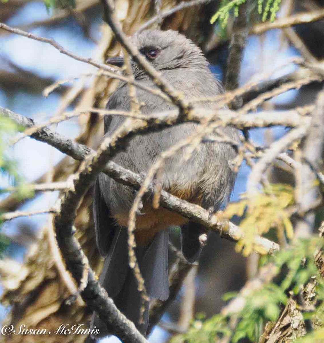 Abyssinian Catbird - ML636116196
