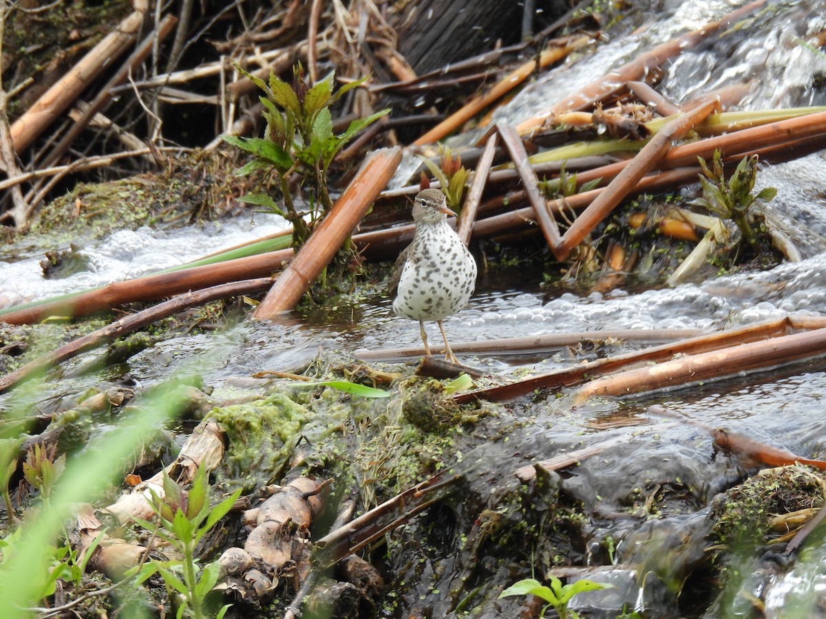 Solitary Sandpiper - ML636116202