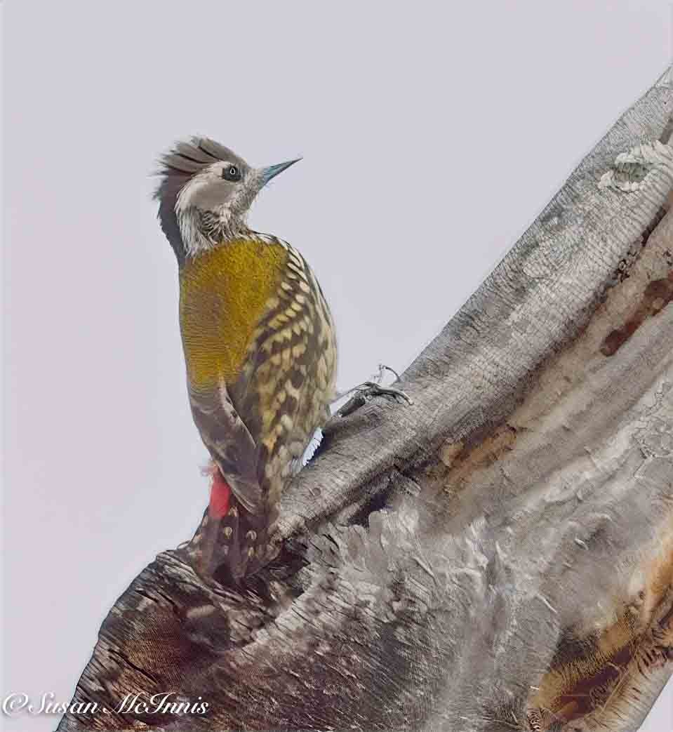 Abyssinian Woodpecker - ML636116304