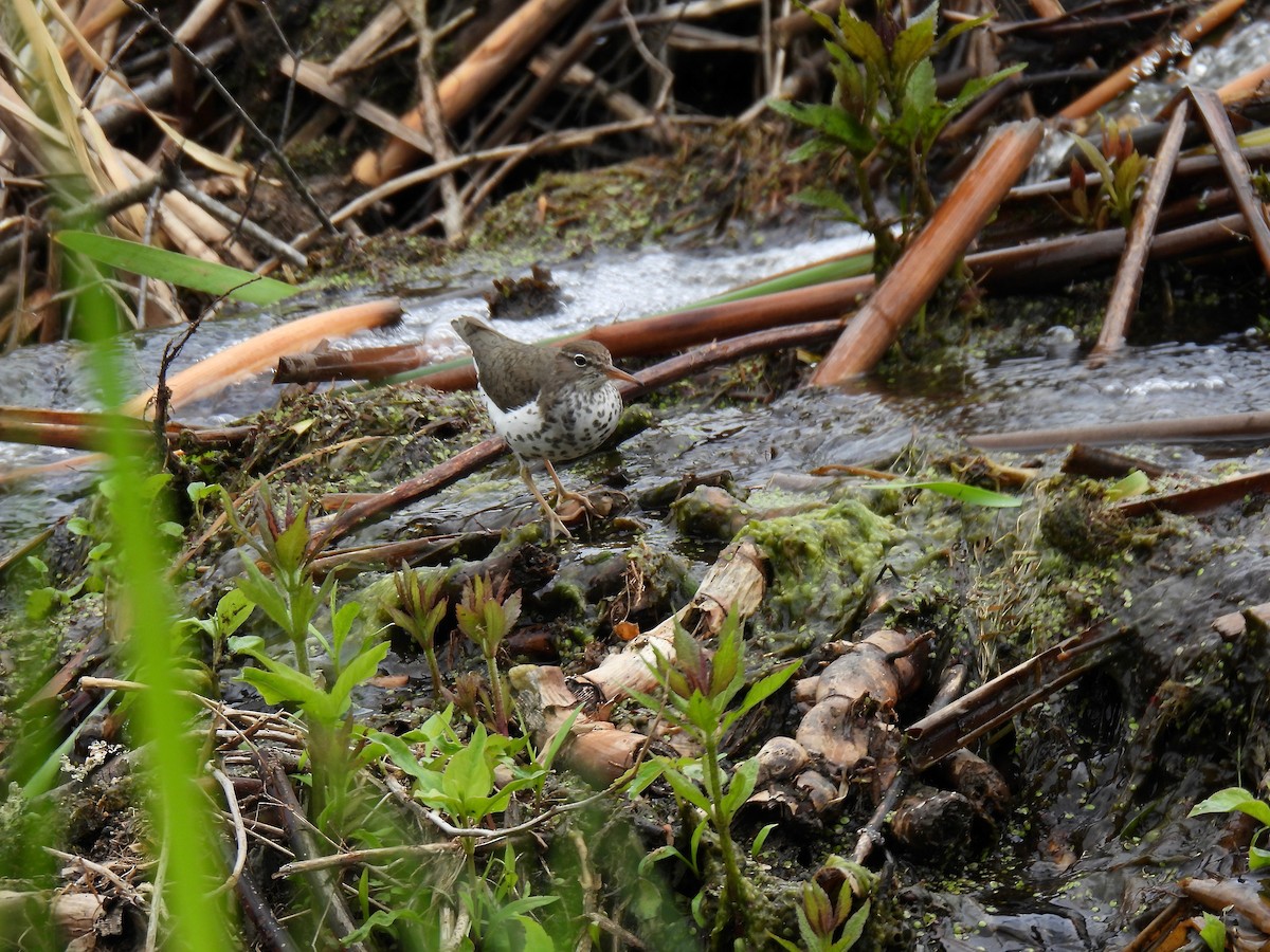 Solitary Sandpiper - ML636116311