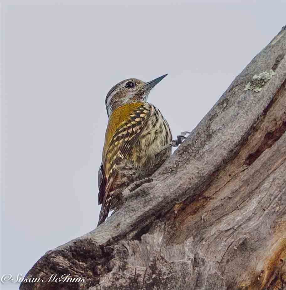 Abyssinian Woodpecker - ML636116319