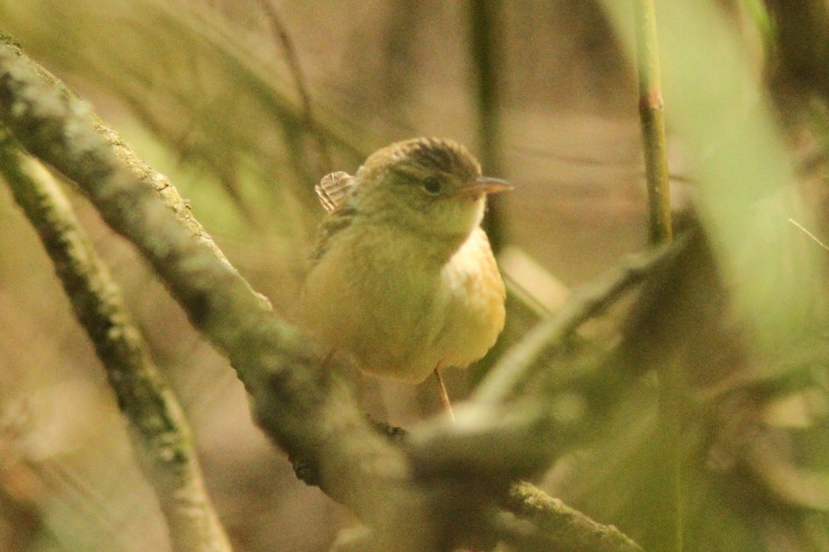 Sedge Wren - ML636116332