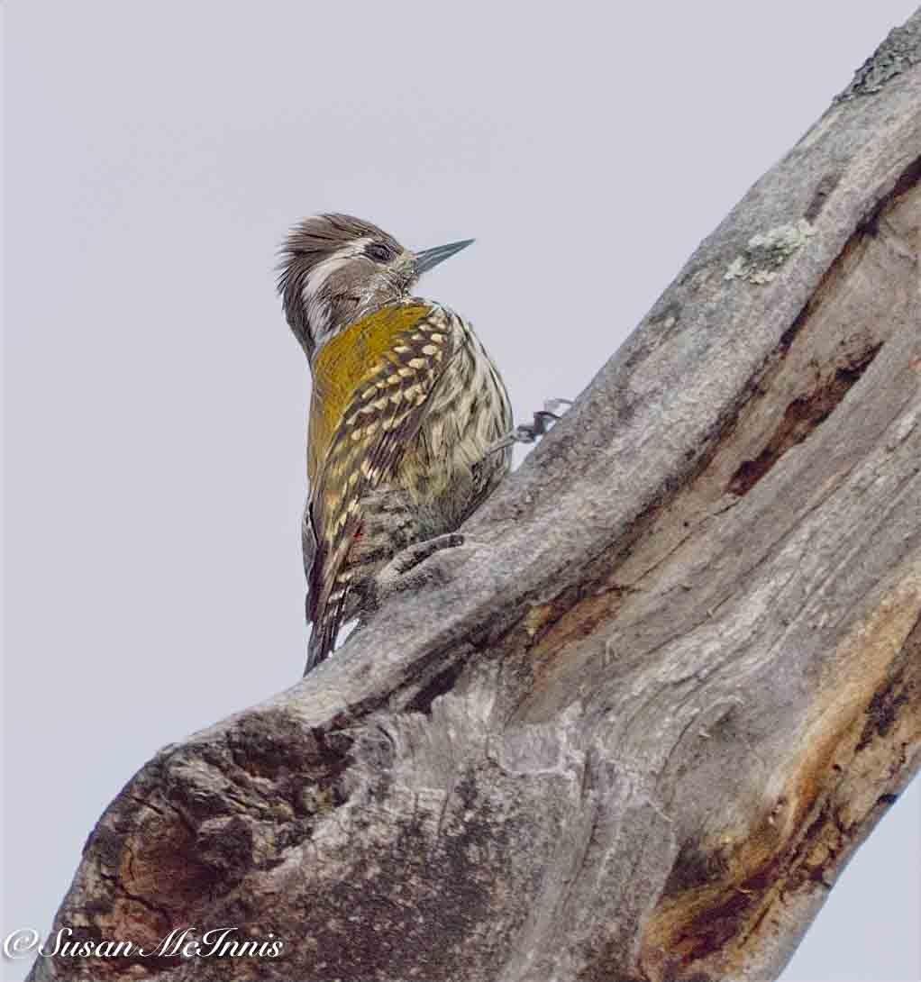 Abyssinian Woodpecker - ML636116337