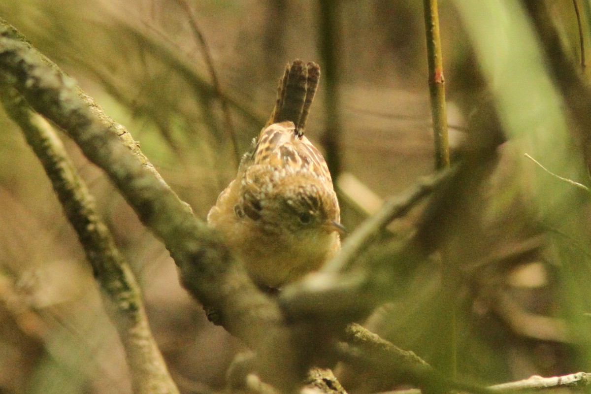 Sedge Wren - ML636116347