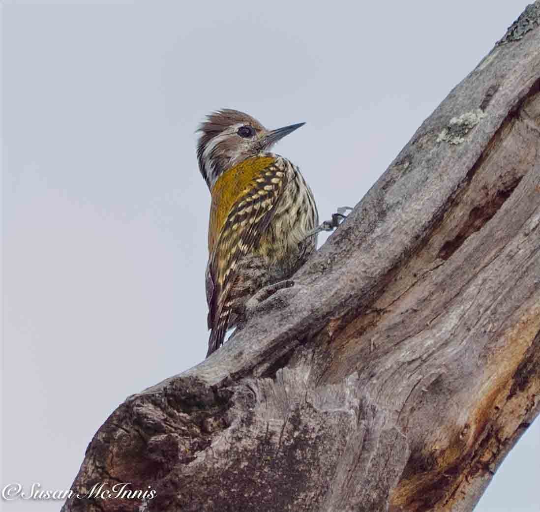 Abyssinian Woodpecker - ML636116350