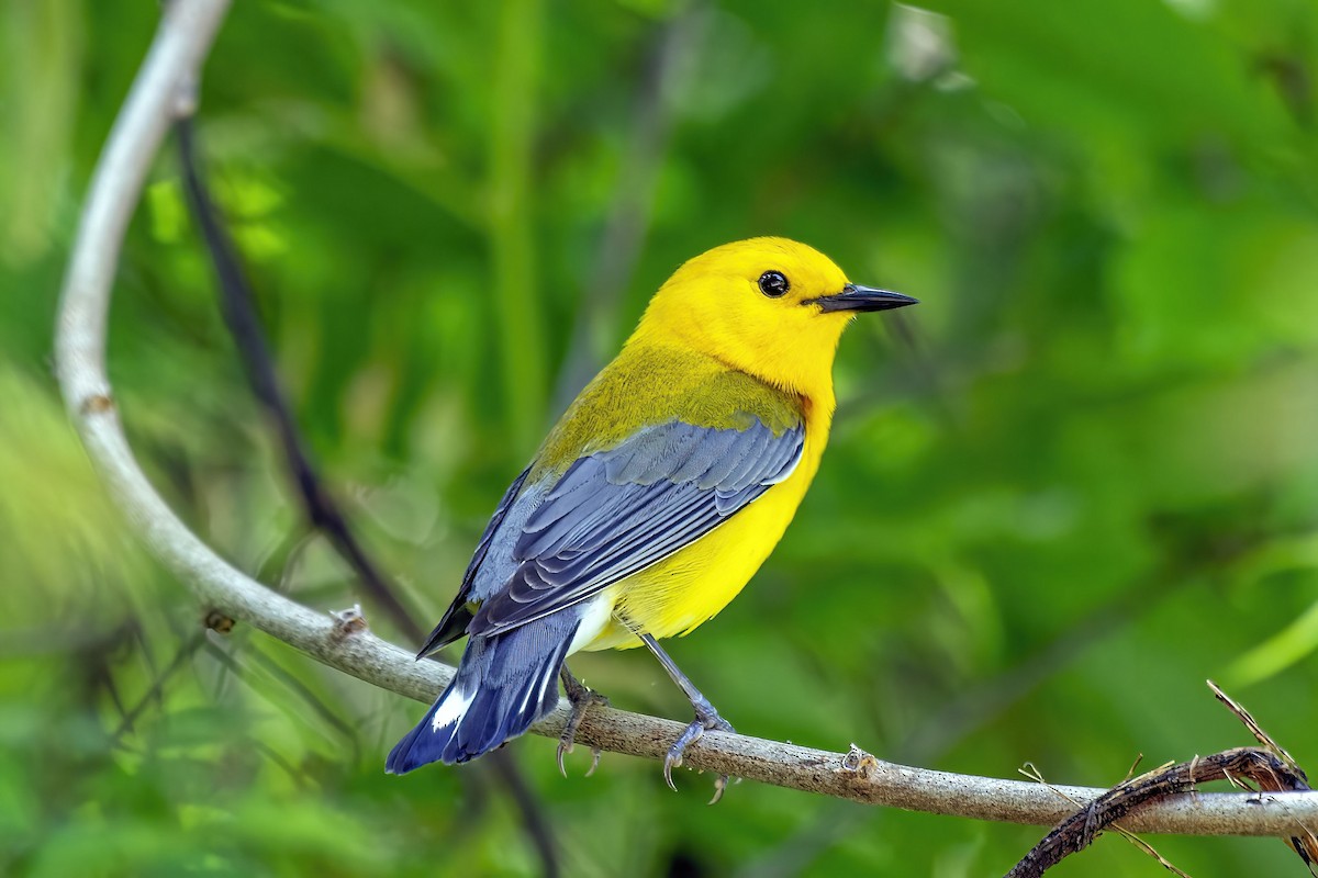 Prothonotary Warbler - ML636116354