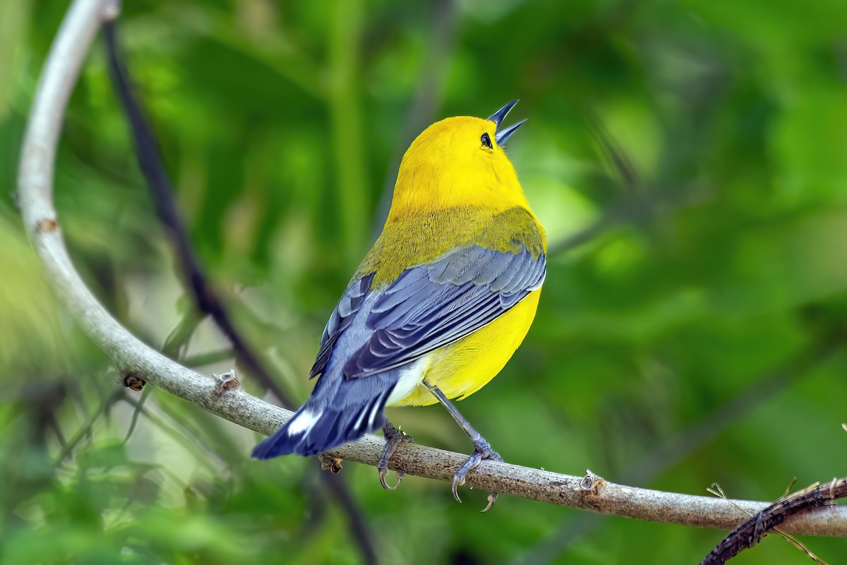 Prothonotary Warbler - ML636116355