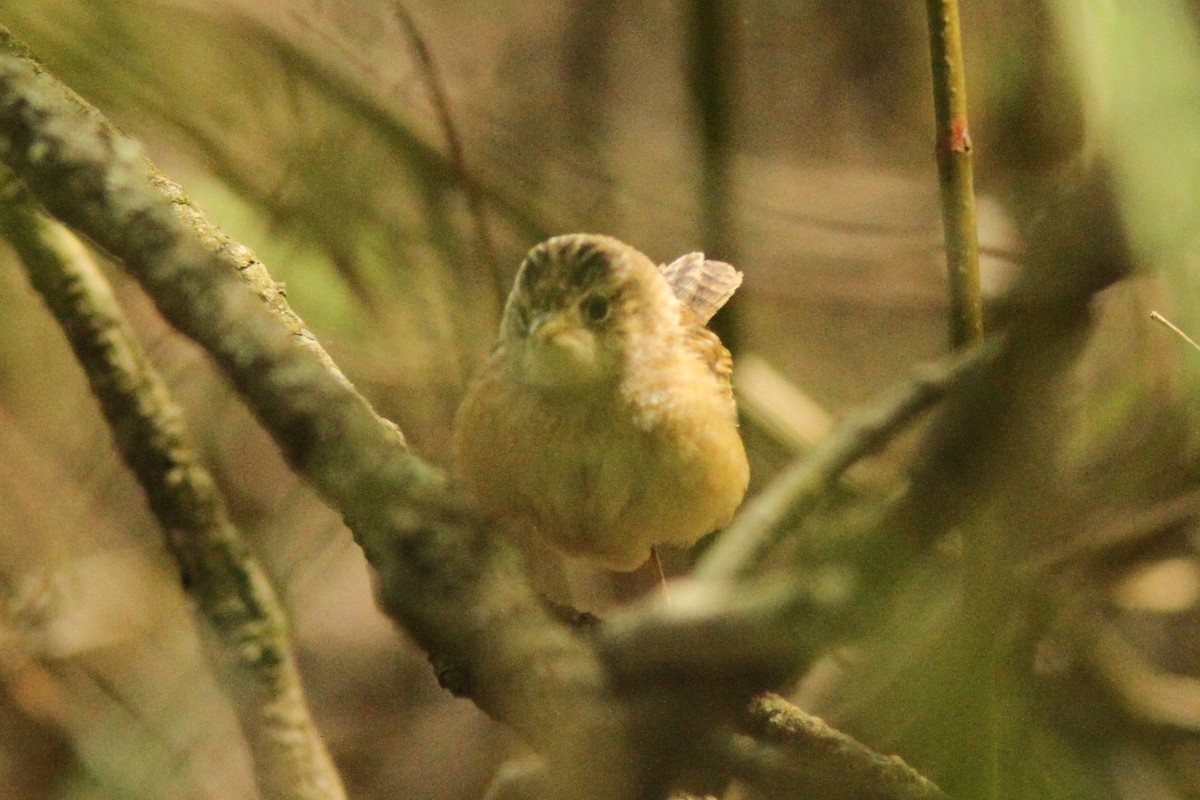 Sedge Wren - ML636116358