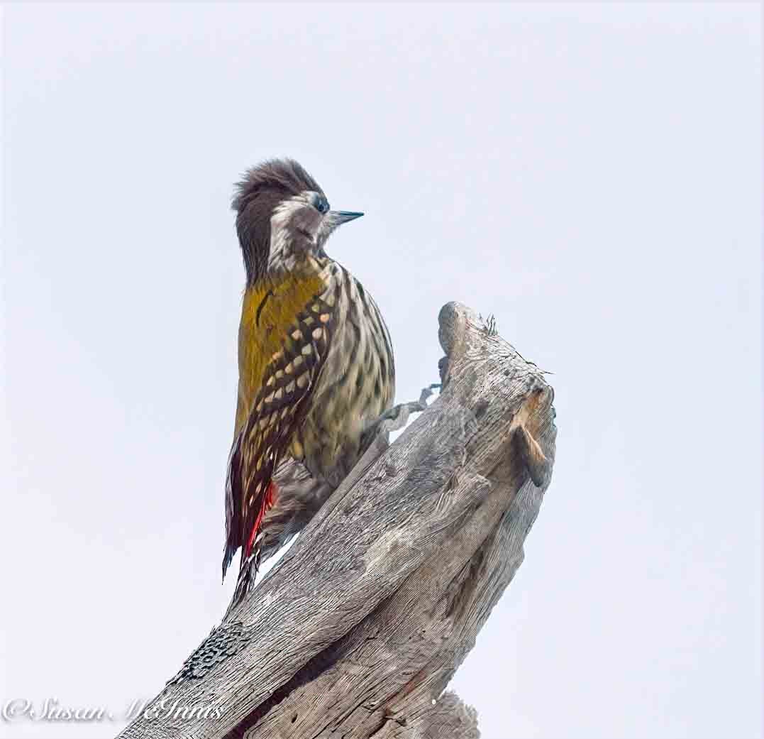 Abyssinian Woodpecker - ML636116362