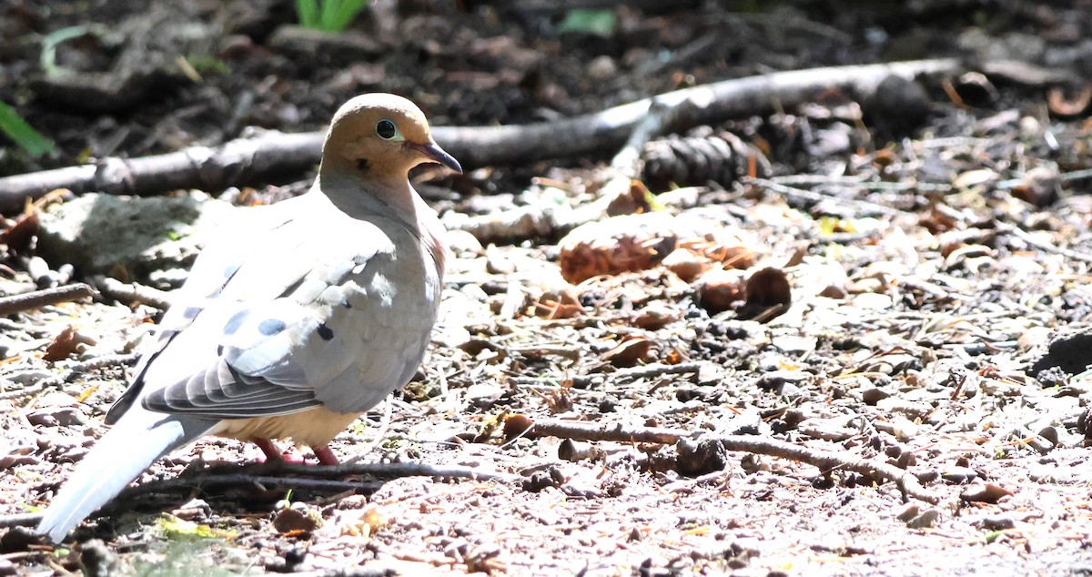 Mourning Dove - ML636116456