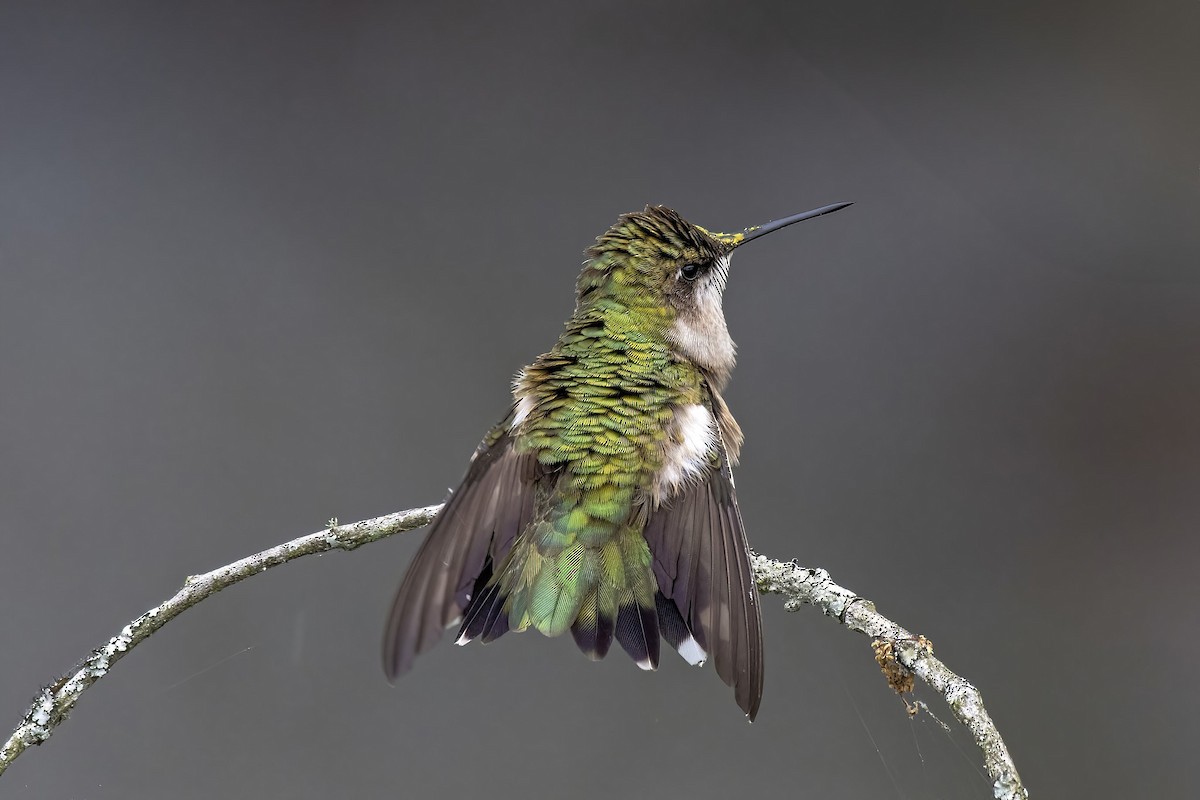 Ruby-throated Hummingbird - ML636116482