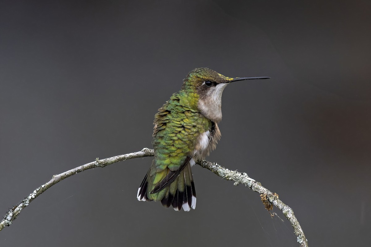 Ruby-throated Hummingbird - ML636116483