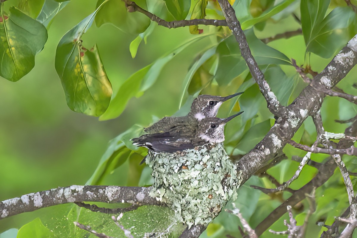 Ruby-throated Hummingbird - ML636116484