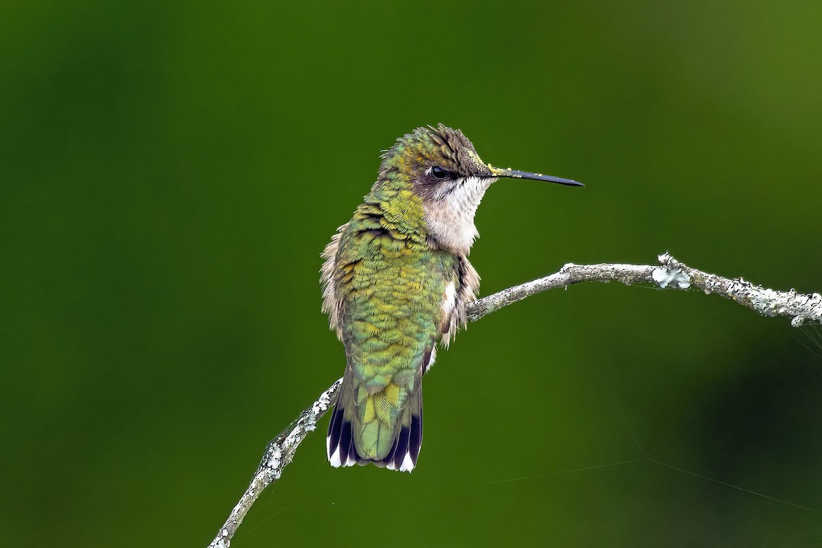 Ruby-throated Hummingbird - ML636116485