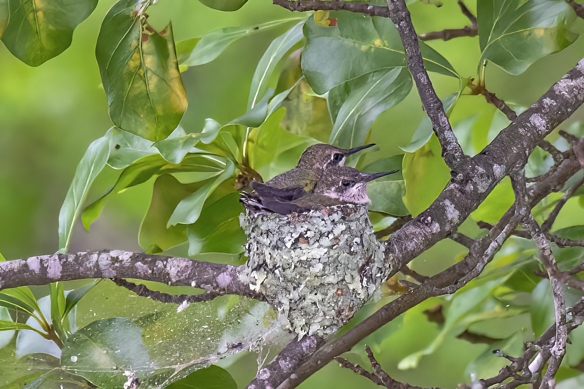 Ruby-throated Hummingbird - ML636116486