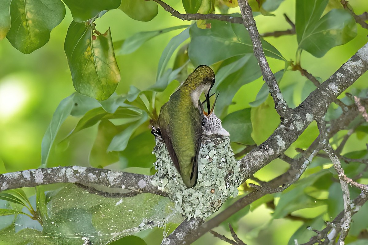 Ruby-throated Hummingbird - ML636116488