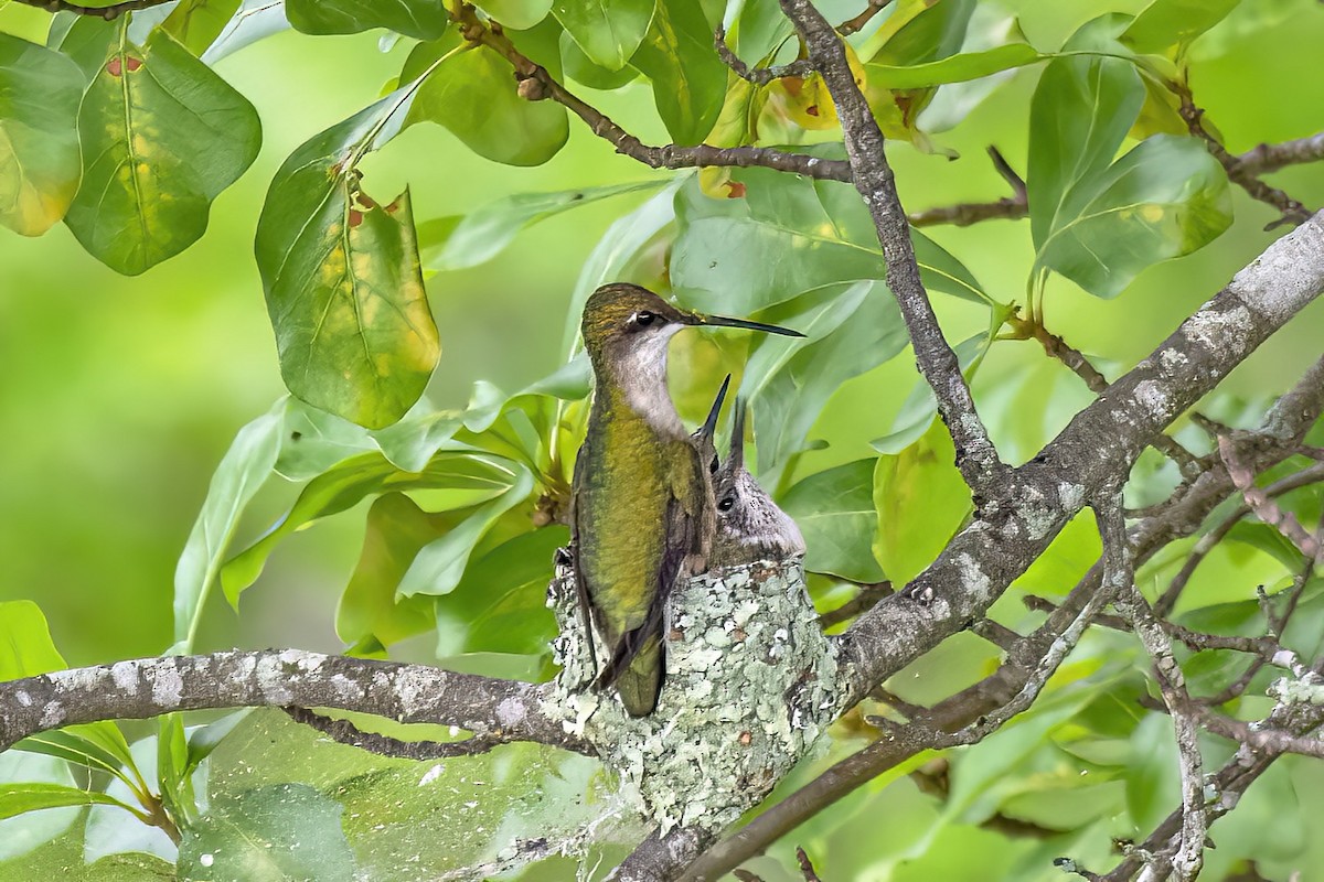 Ruby-throated Hummingbird - ML636116489