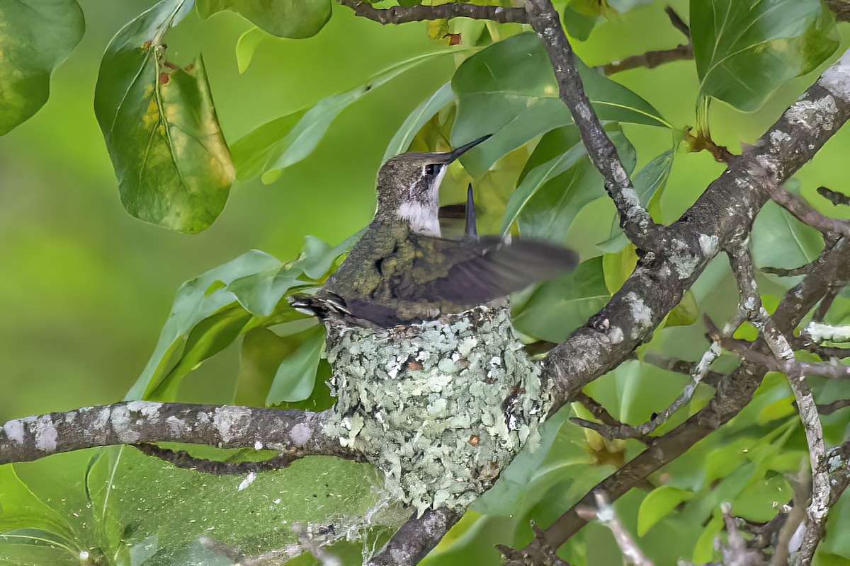 Ruby-throated Hummingbird - ML636116490