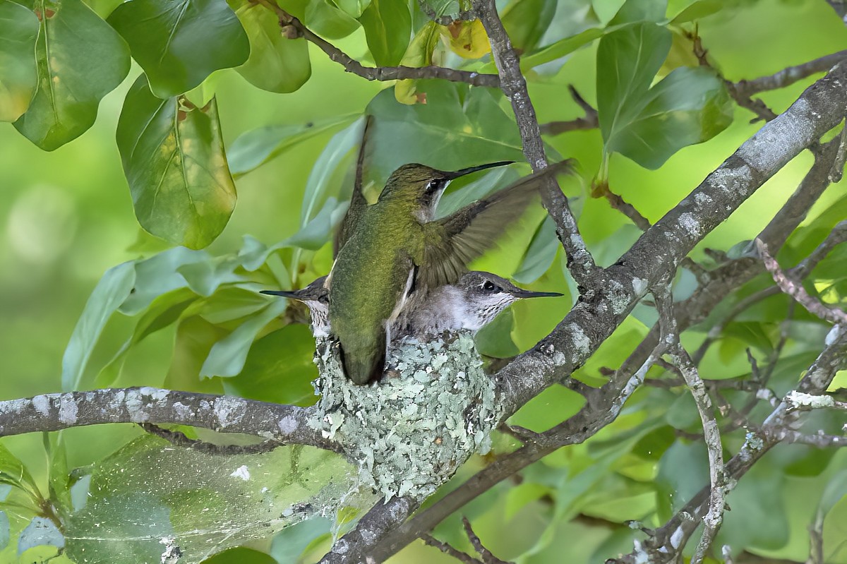 Ruby-throated Hummingbird - ML636116491
