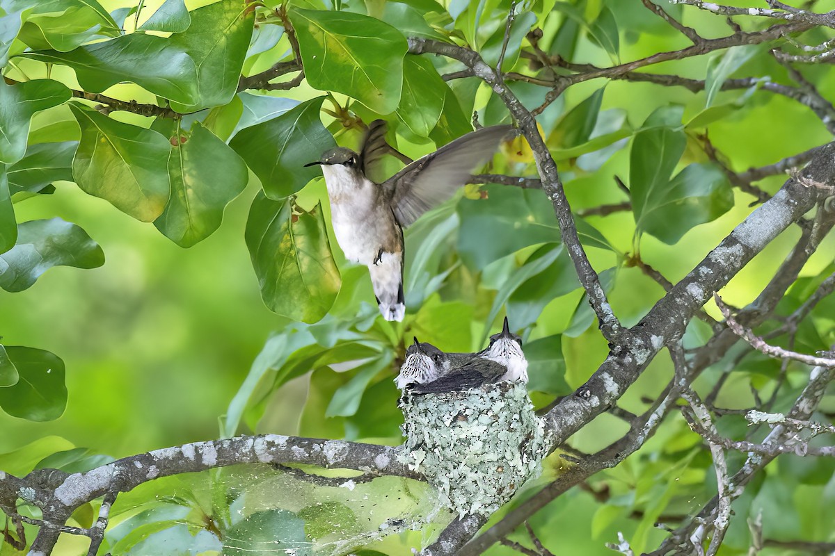 Ruby-throated Hummingbird - ML636116492
