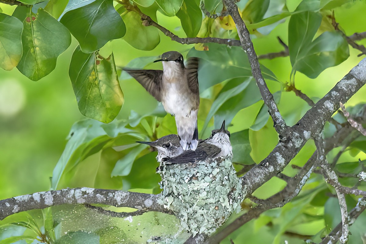 Ruby-throated Hummingbird - ML636116493