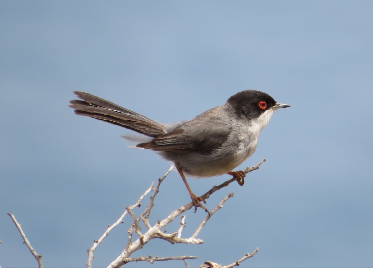 Sardinian Warbler - ML636116548