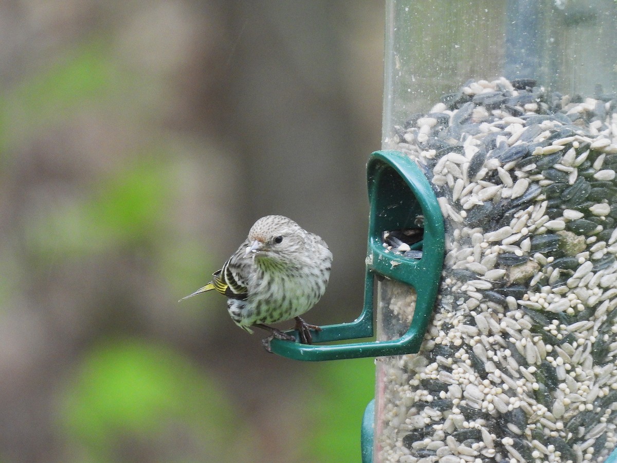 Pine Siskin - ML636116566