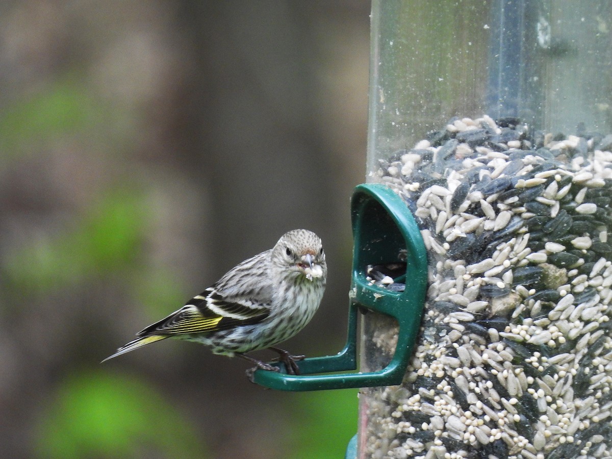 Pine Siskin - ML636116567