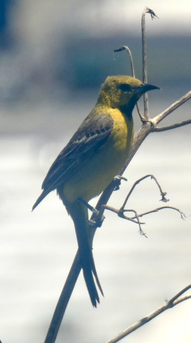 Hooded Oriole - ML636116682