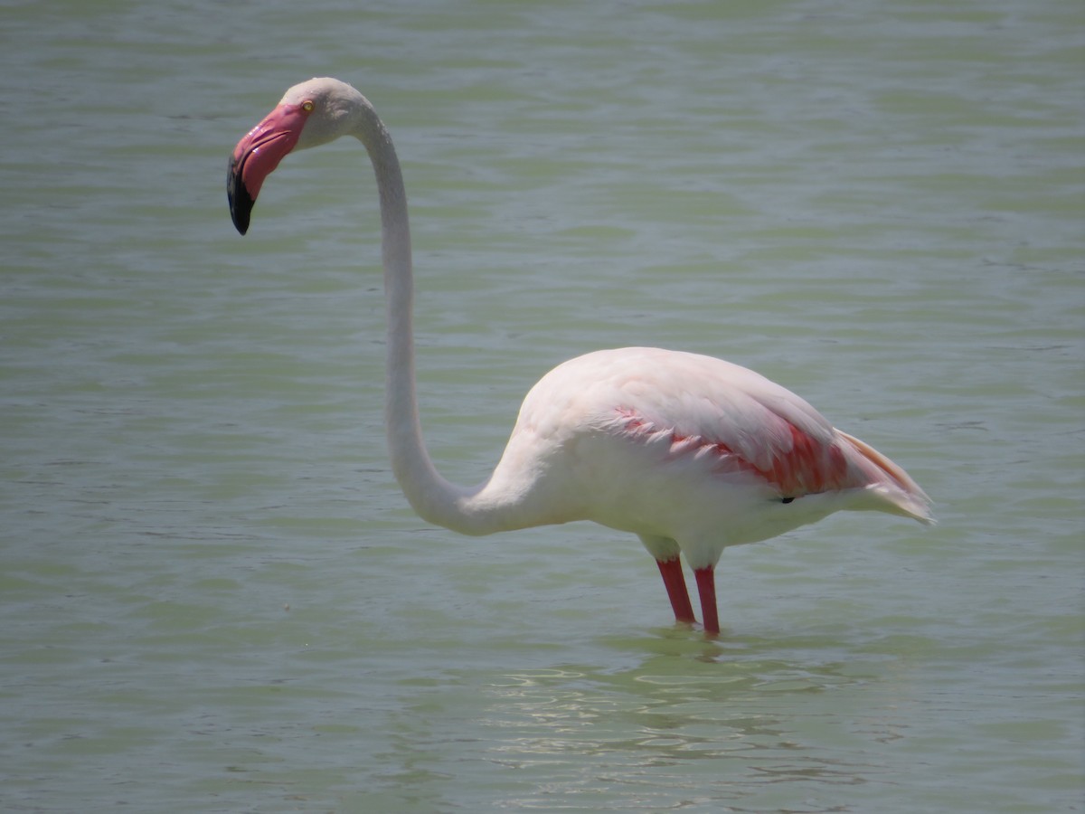 Greater Flamingo - ML636116702