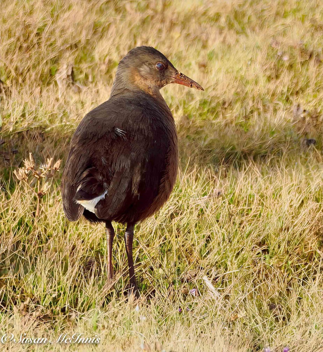 Rouget's Rail - ML636116738