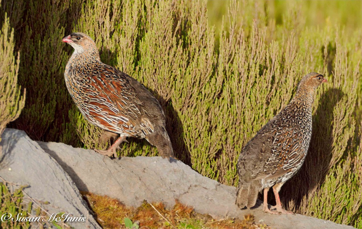 Chestnut-naped Spurfowl (Northern) - ML636116790