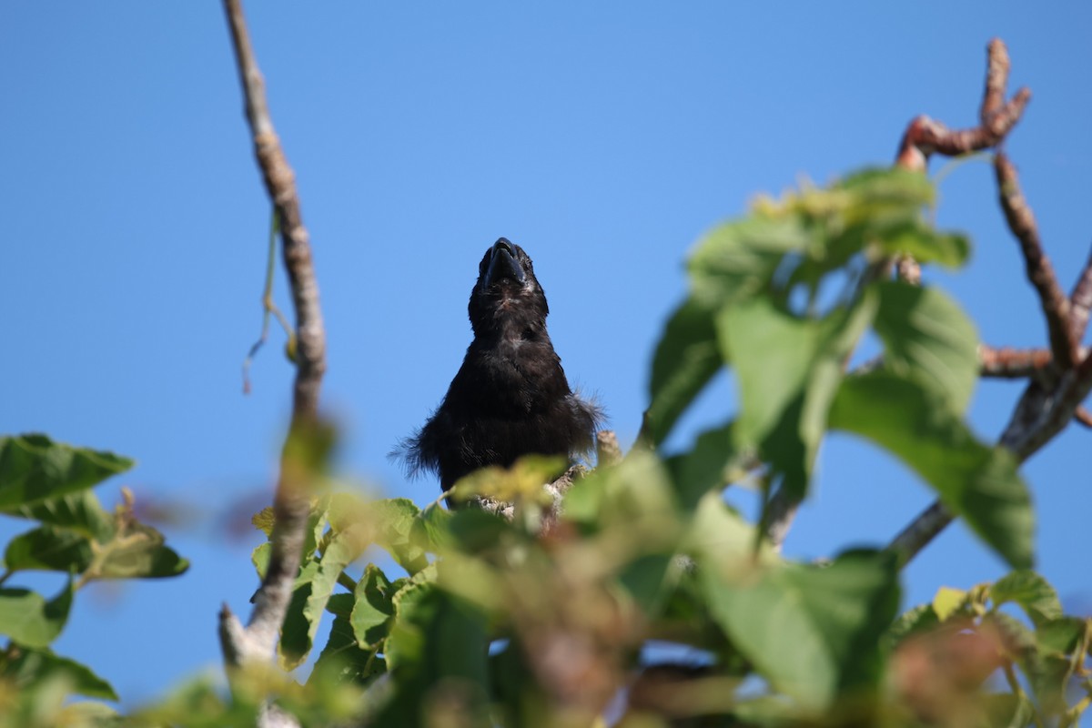 Large Ground-Finch - ML636116806
