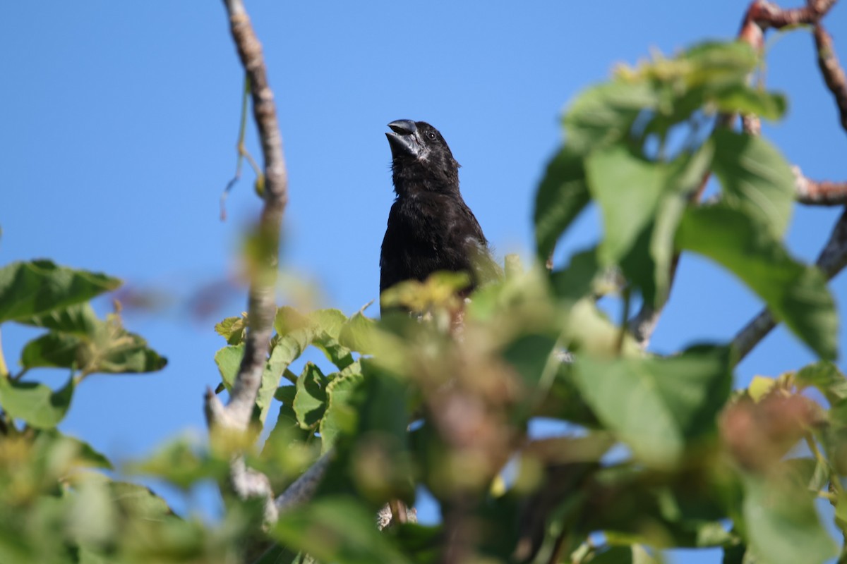 Large Ground-Finch - ML636116807