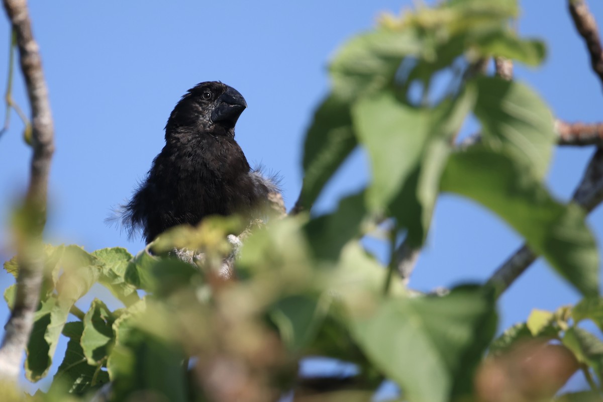 Large Ground-Finch - ML636116808