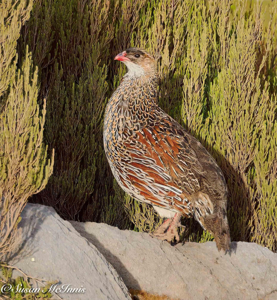 Chestnut-naped Spurfowl (Northern) - ML636116810