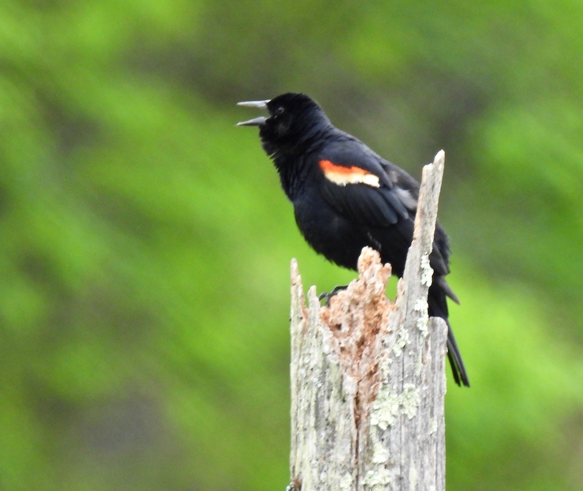 Red-winged Blackbird - ML636116856