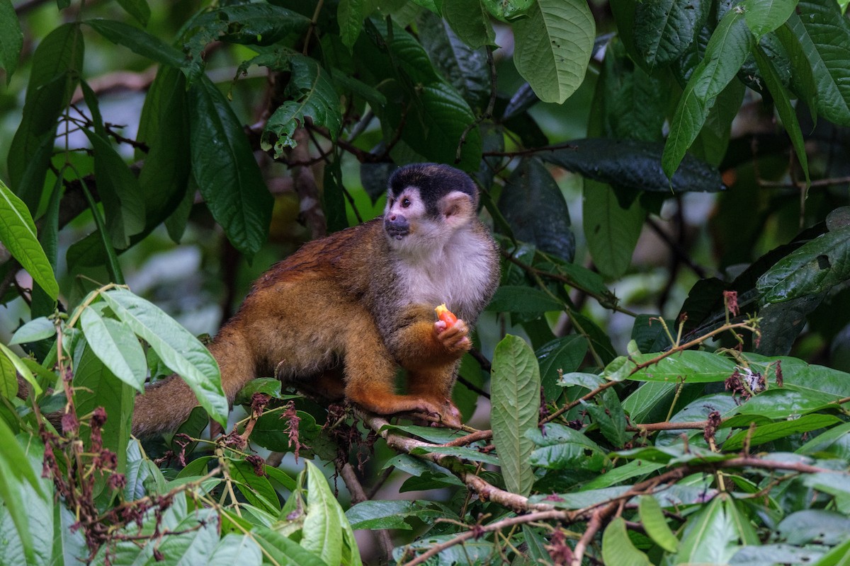 Central American Squirrel Monkey - ML636116857