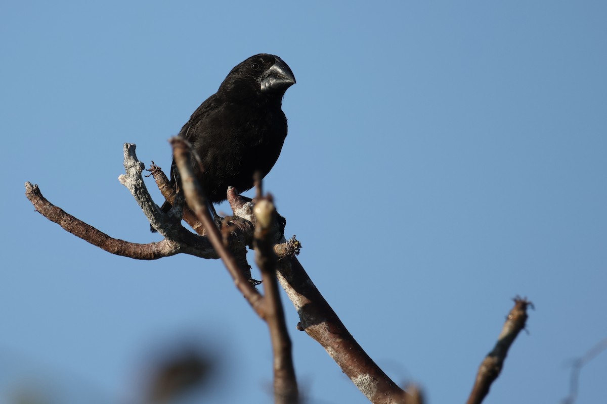 Large Ground-Finch - ML636116872