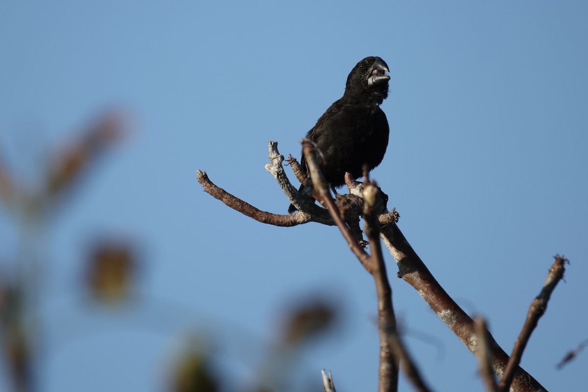 Large Ground-Finch - ML636116873