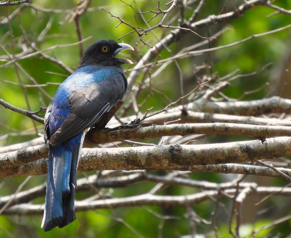Citreoline Trogon - ML636116897
