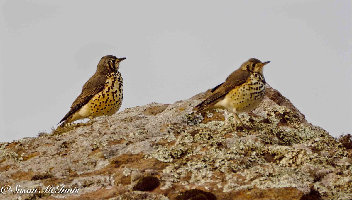 Ethiopian Thrush - ML636116923