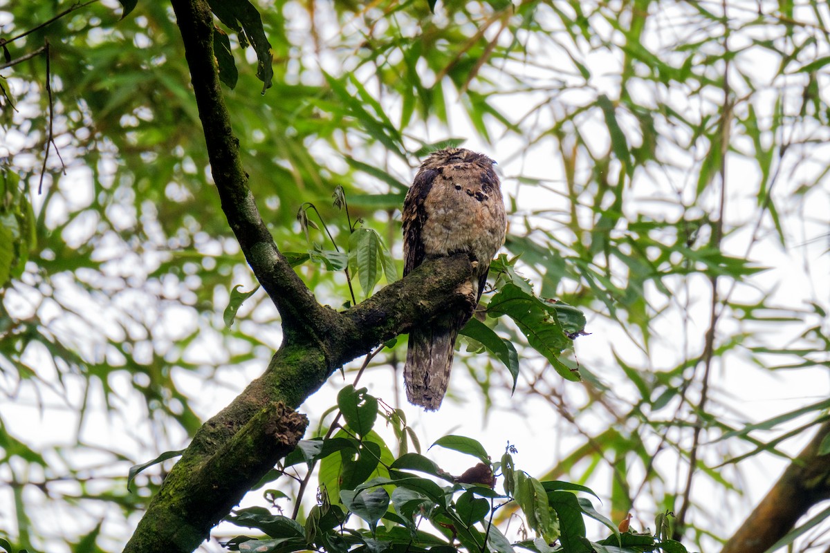 Common Potoo - ML636116948