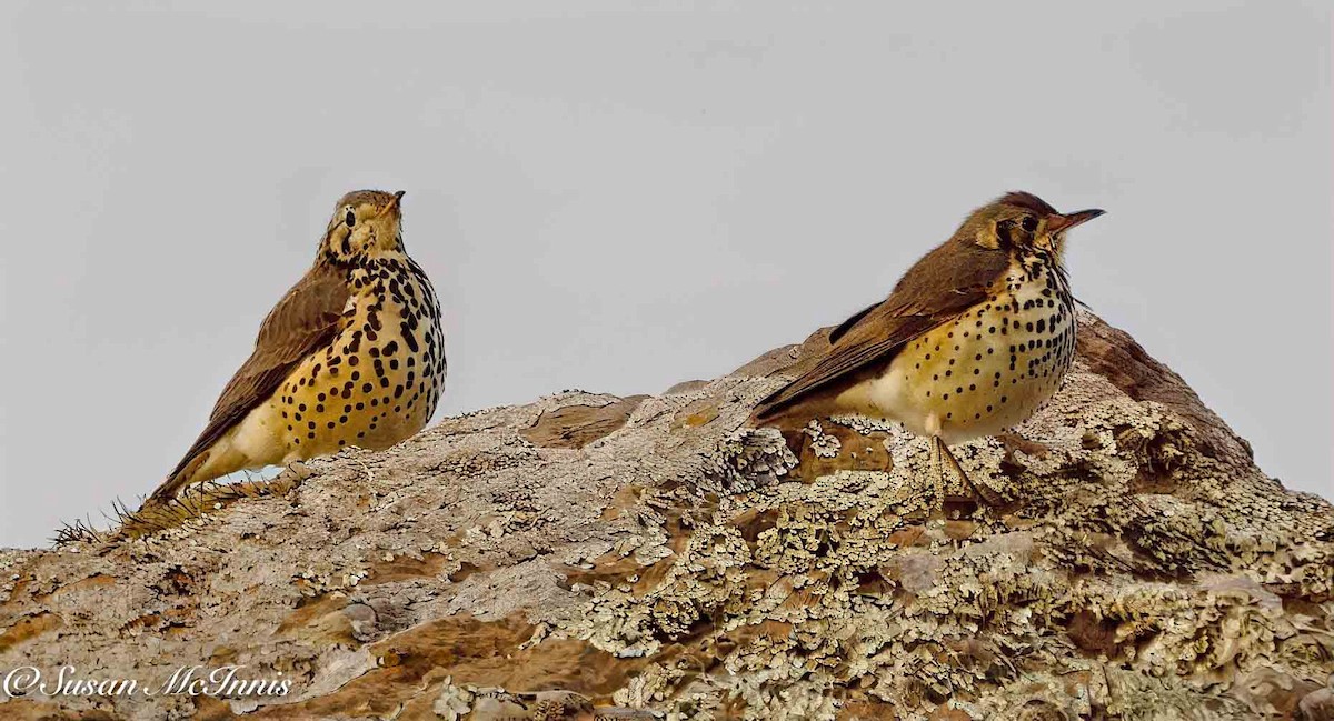 Ethiopian Thrush - ML636116955