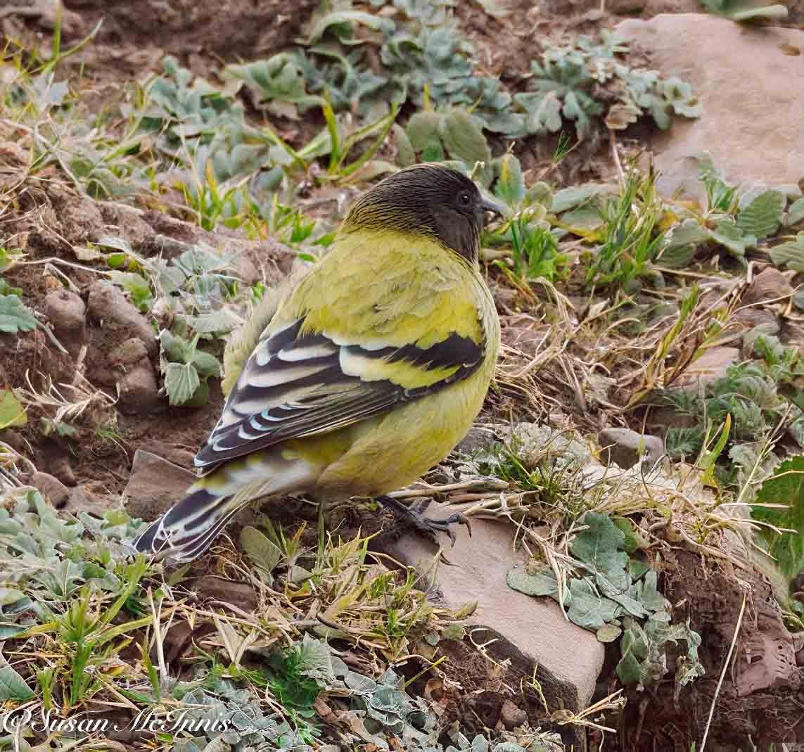 Ethiopian Siskin - Susan Mac