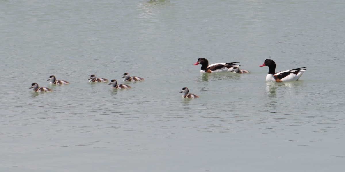 Common Shelduck - ML636117005
