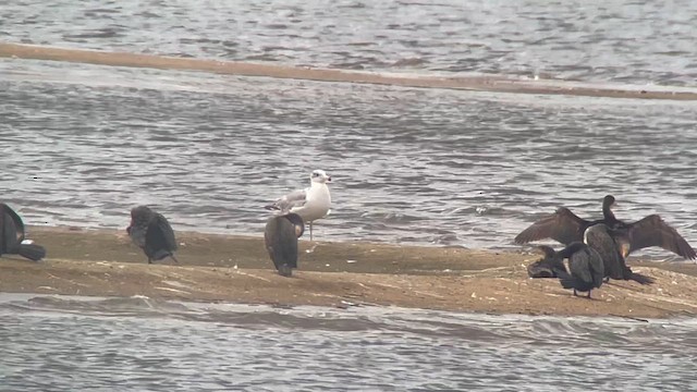 Pallas's Gull - ML636117117