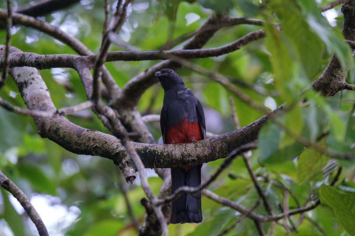 Slaty-tailed Trogon - ML636117119