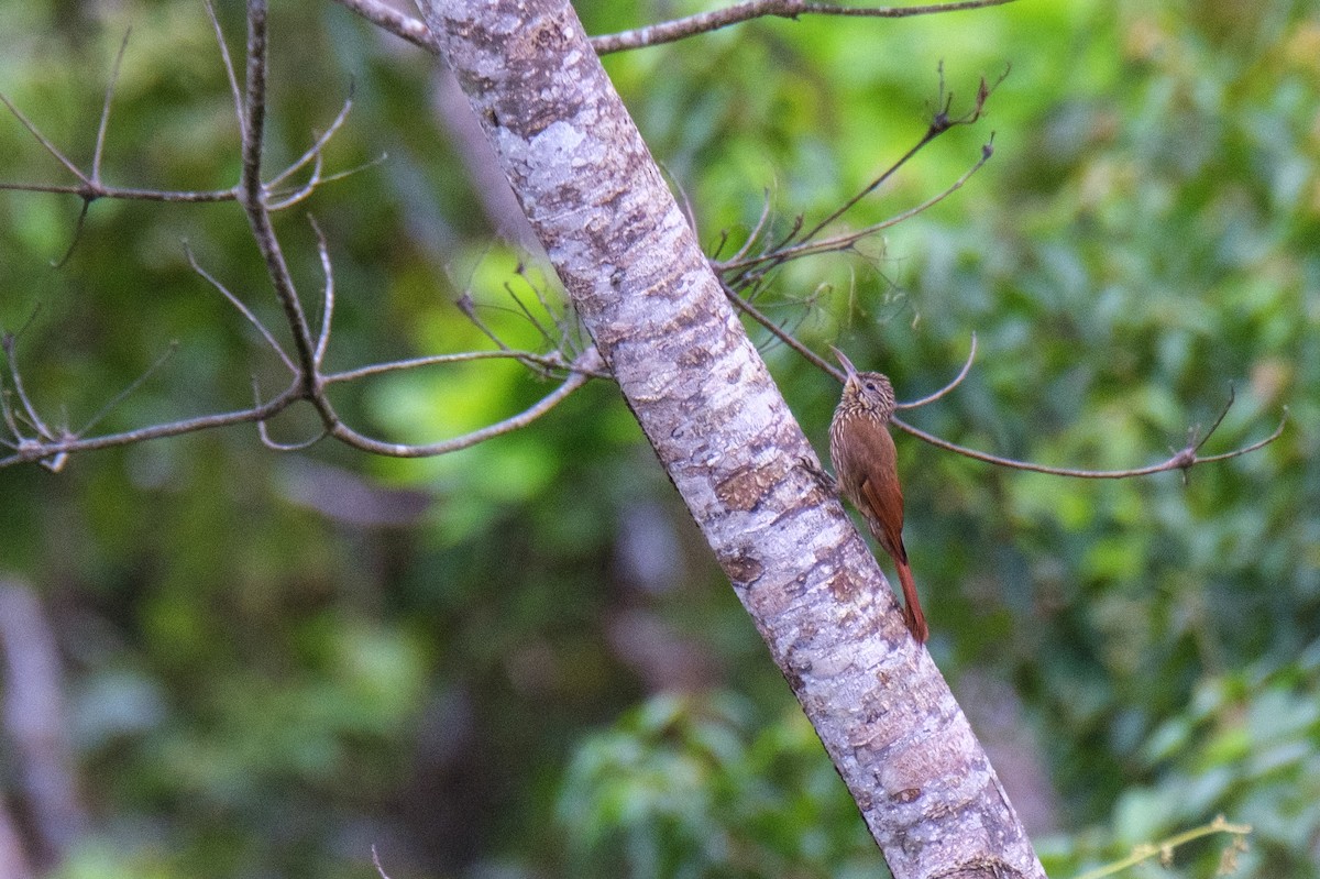 woodcreeper sp. - ML636117152