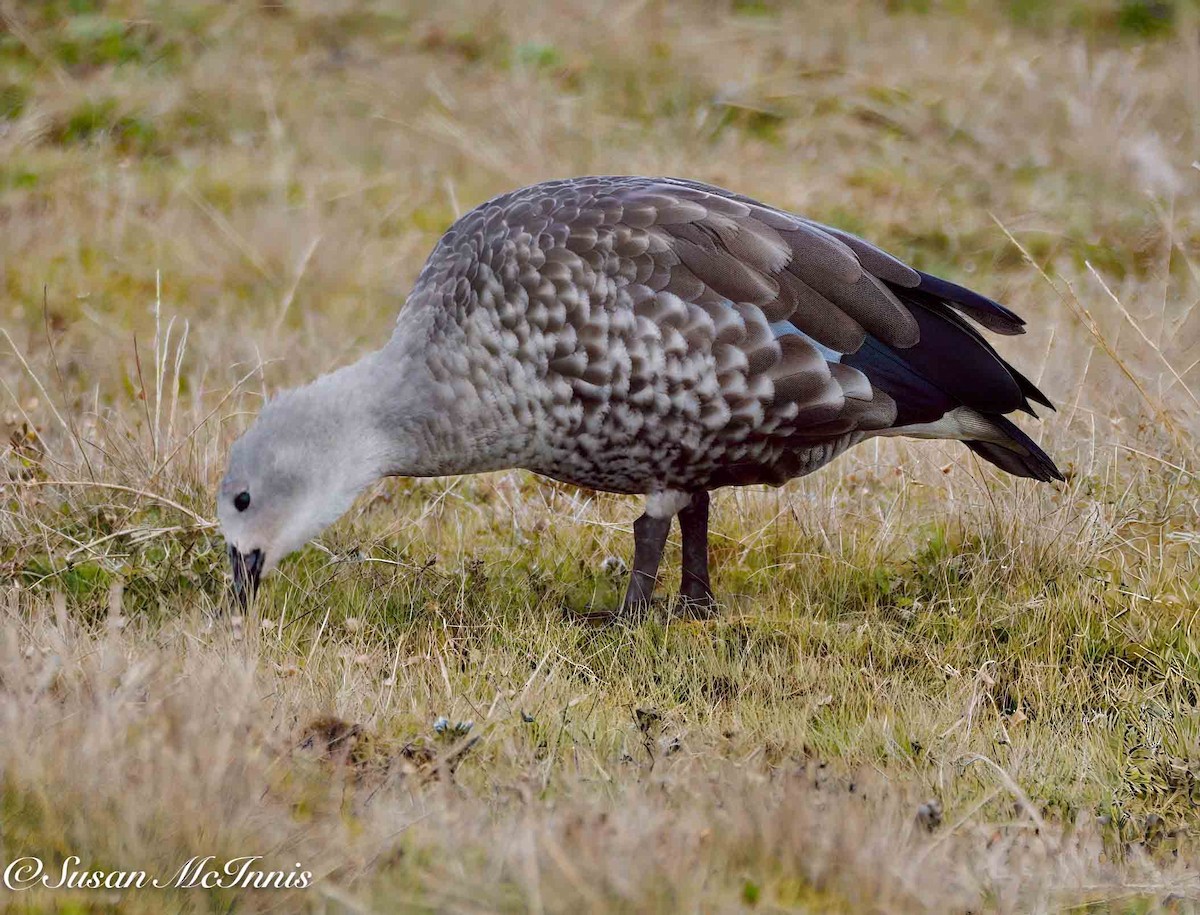 Blue-winged Goose - ML636117162